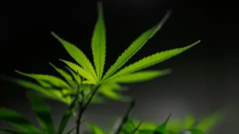An illuminated cannabis plant with a dark background